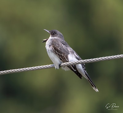 Eastern Kingbird - opening it's mouth wide