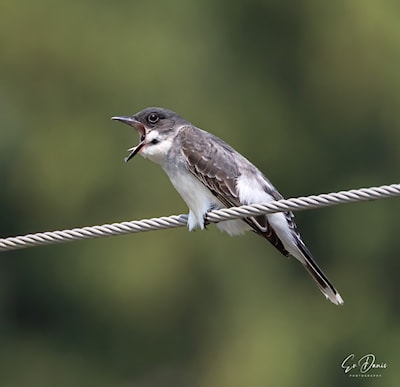 Eastern Kingbird - you can see the pellet at the back of it's mouth coming uples