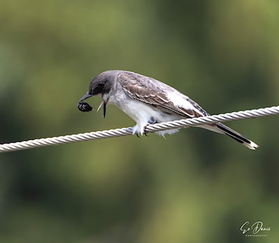 Eastern Kingbird - out comes the pellet