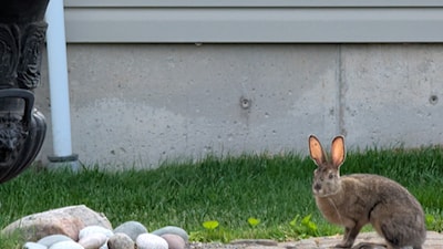 What's up doc 