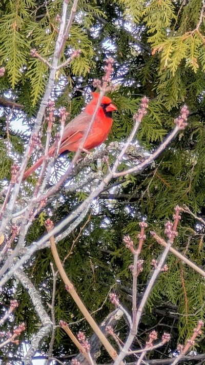 Northern Cardinal sited on Sault Ste Marie, Ontario 