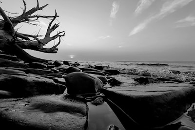 Driftwood + Rocks