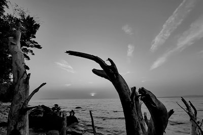 Driftwood